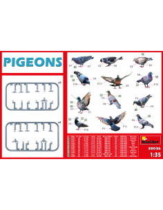 Pigeons 2