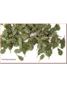 Green leaves - oak
